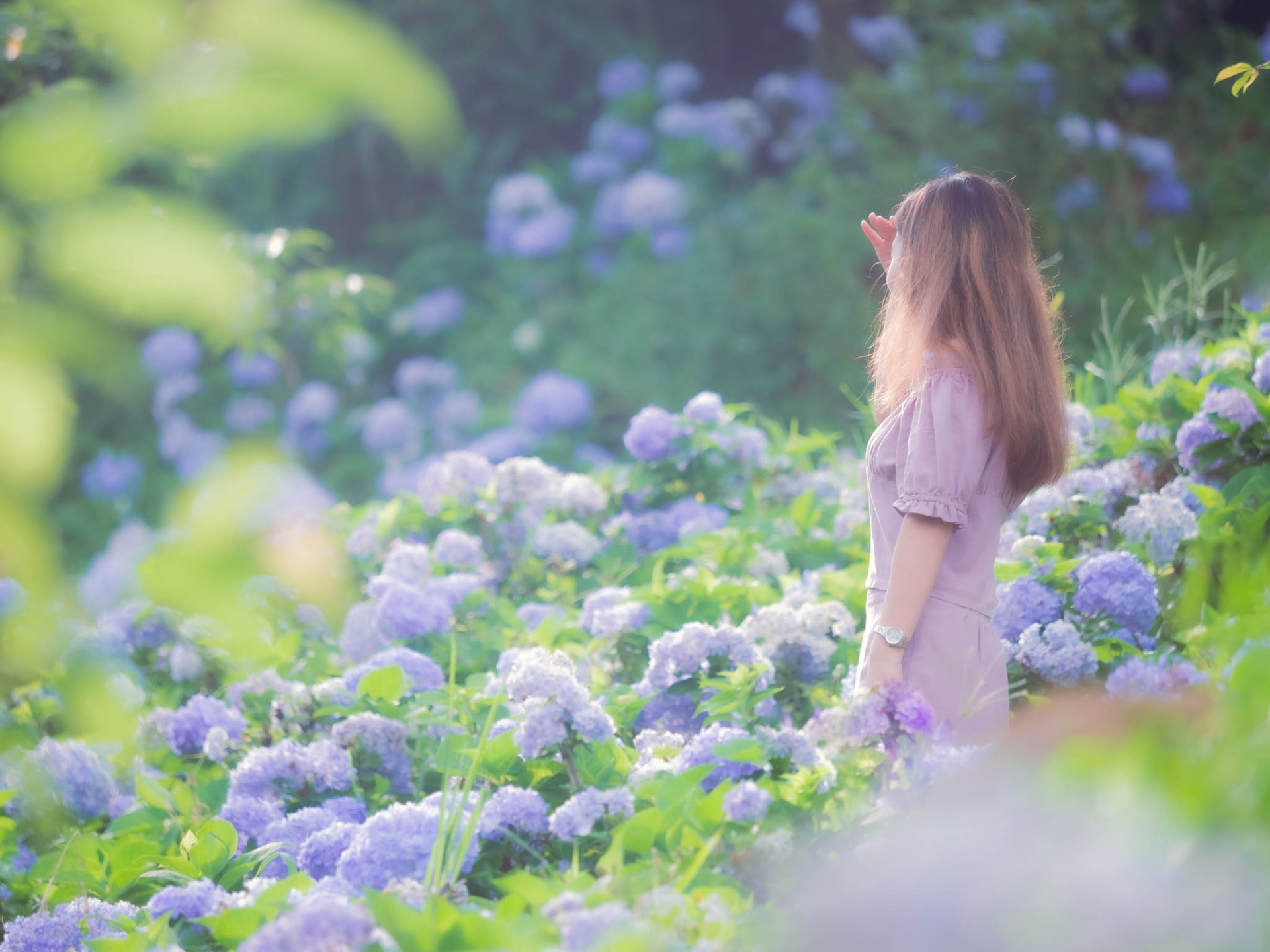 繡球花